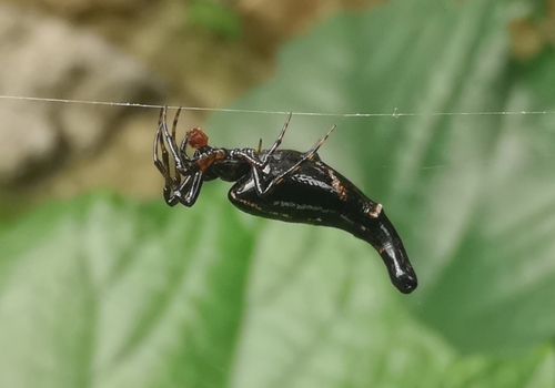 Long-bellied Cyclosa Spider