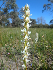 Prasophyllum spicatum