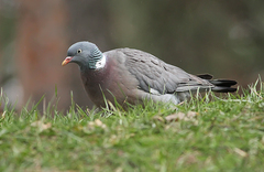 Columba palumbus