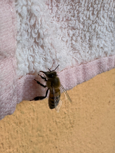 Western Honey Bee