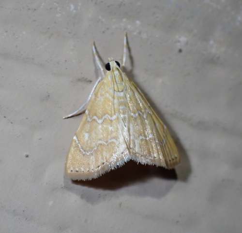 White-roped Glaphyria Moth photo 3