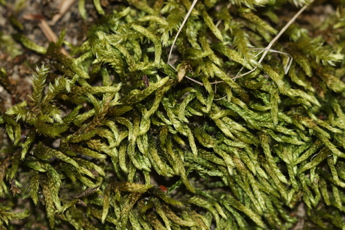 Cirriphyllum crassinervium observed 2026-05-24