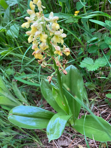 Orchis pallens, photograph 3