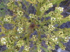 Thesium capitatum