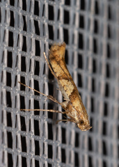 Caloptilia honoratella