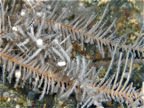 Black coral