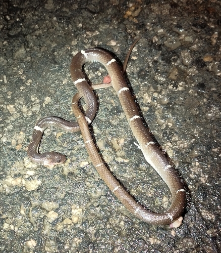 Photo of a Zaw's Wolf Snake (Lycodon zawi)