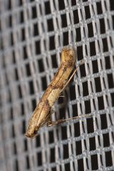 Caloptilia honoratella