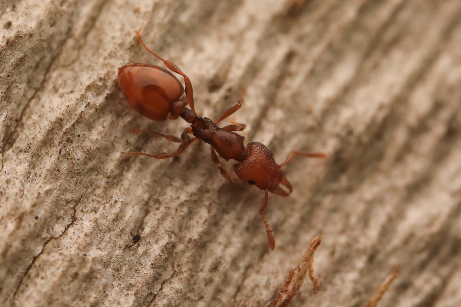 Mesostruma laevigata