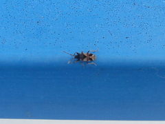 Scolopostethus affinis