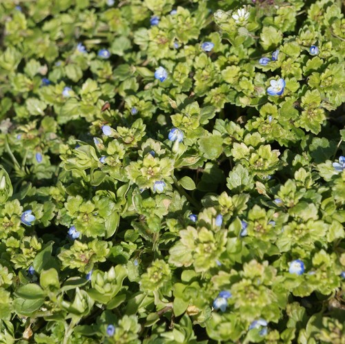 Grey Field-speedwell