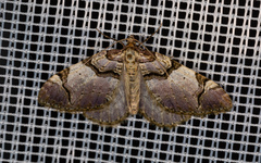Anticlea derivata