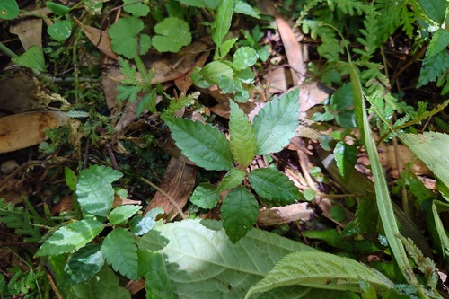 Pilea aquarum, photograph 6