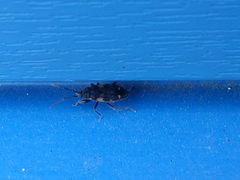 Eremocoris podagricus