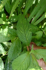 Strobilanthes formosana, photograph (c) 如此甚好, some rights reserved (CC BY)
