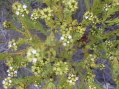 Thesium capitatum
