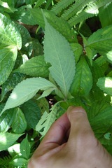 Strobilanthes formosana, photograph (c) 如此甚好, some rights reserved (CC BY)