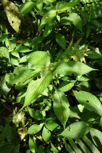 Strobilanthes formosana