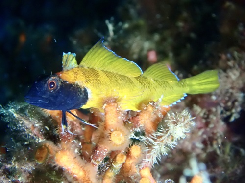 Black-faced Blenny, photo 3 of 7