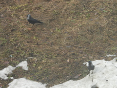 Corvus monedula
