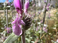 Stachys cretica, photograph (c) paulchallinor, some rights reserved (CC BY)