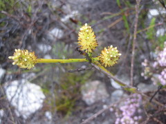 Thesium spicatum