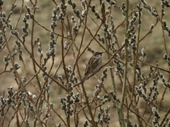 Passer domesticus