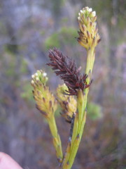 Thesium spicatum