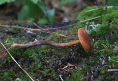 Gymnopilus picreus
