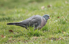 Columba palumbus