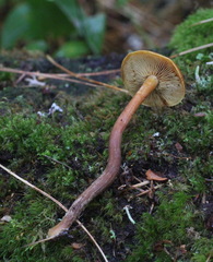 Gymnopilus picreus