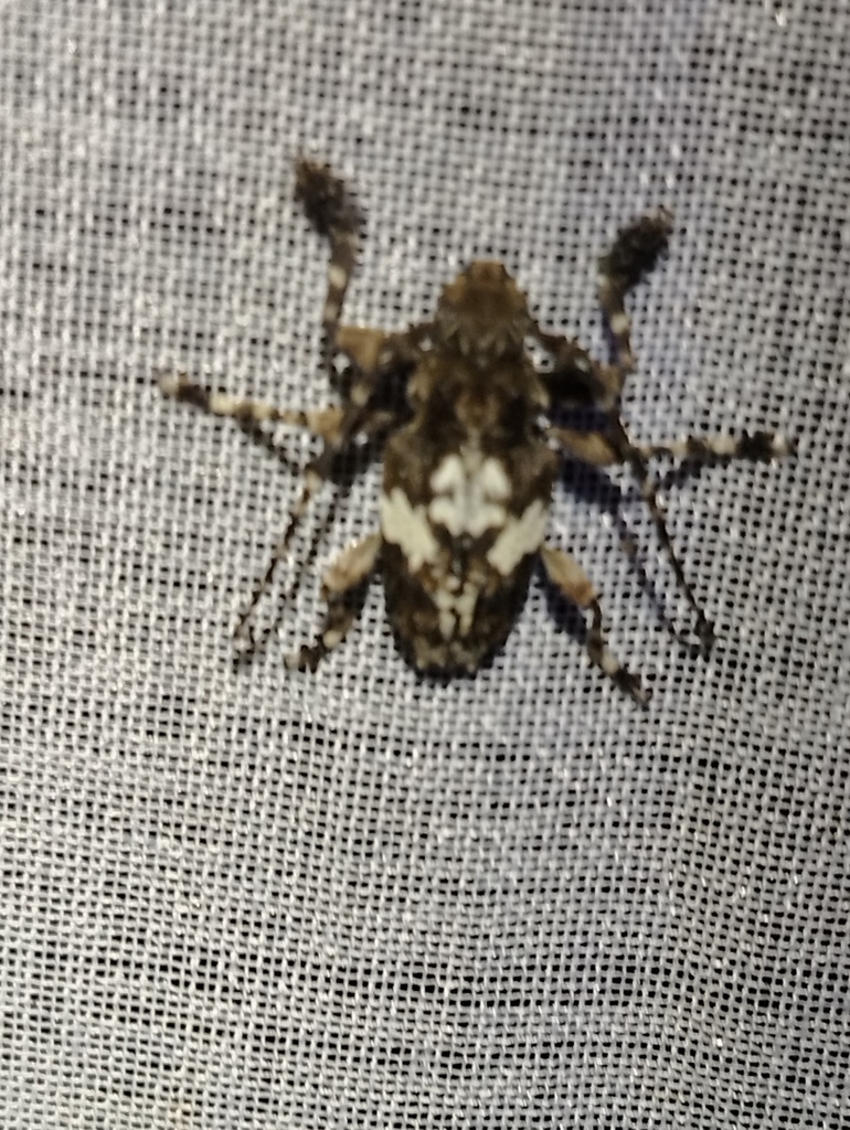 Psapharochrus cavei