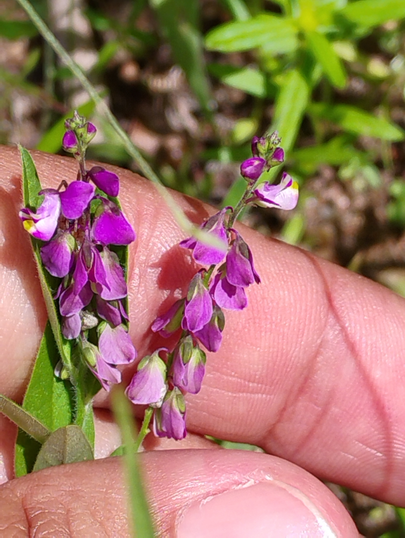 Imagem de Asemeia violacea