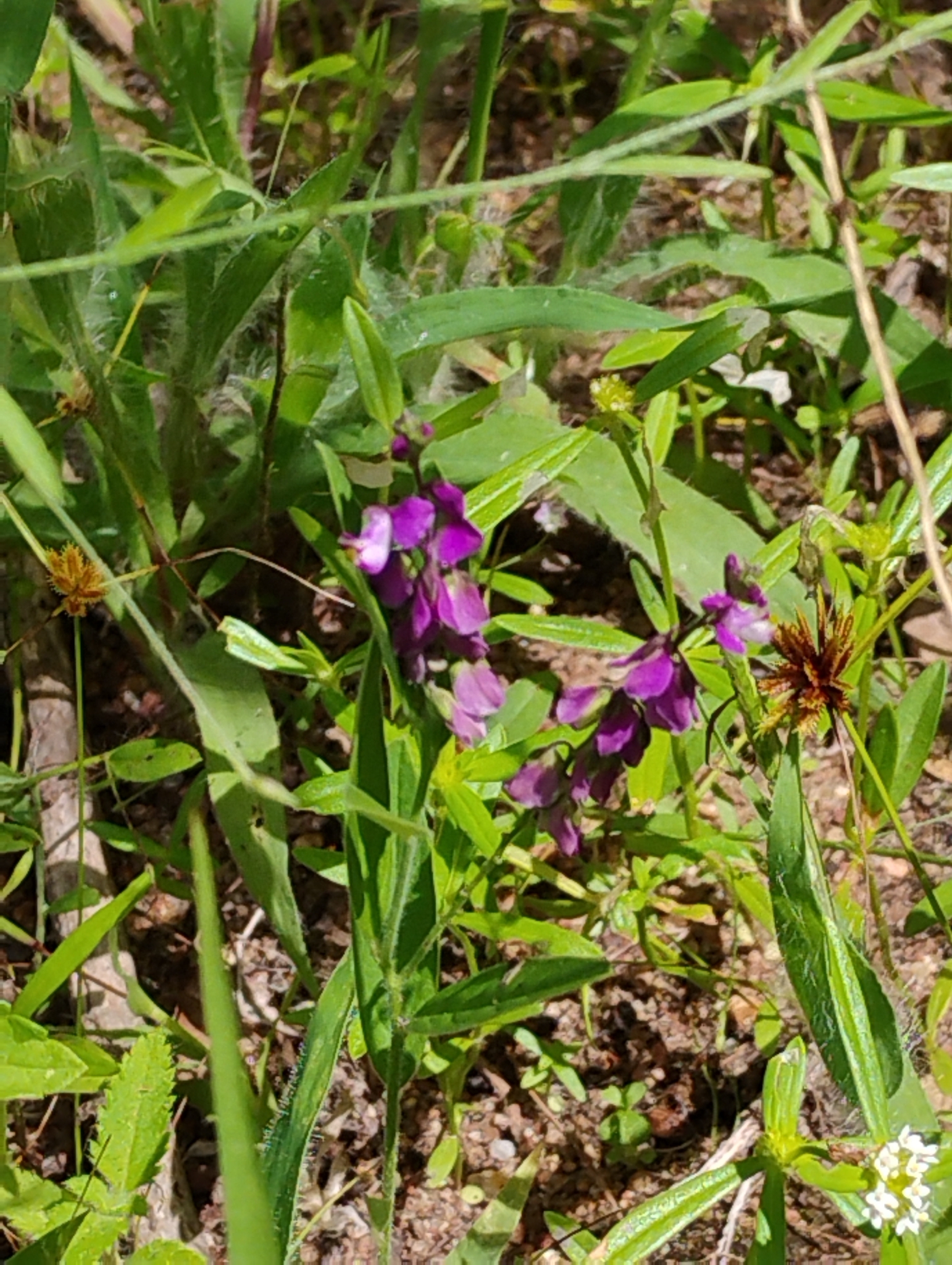 Imagem de Asemeia violacea