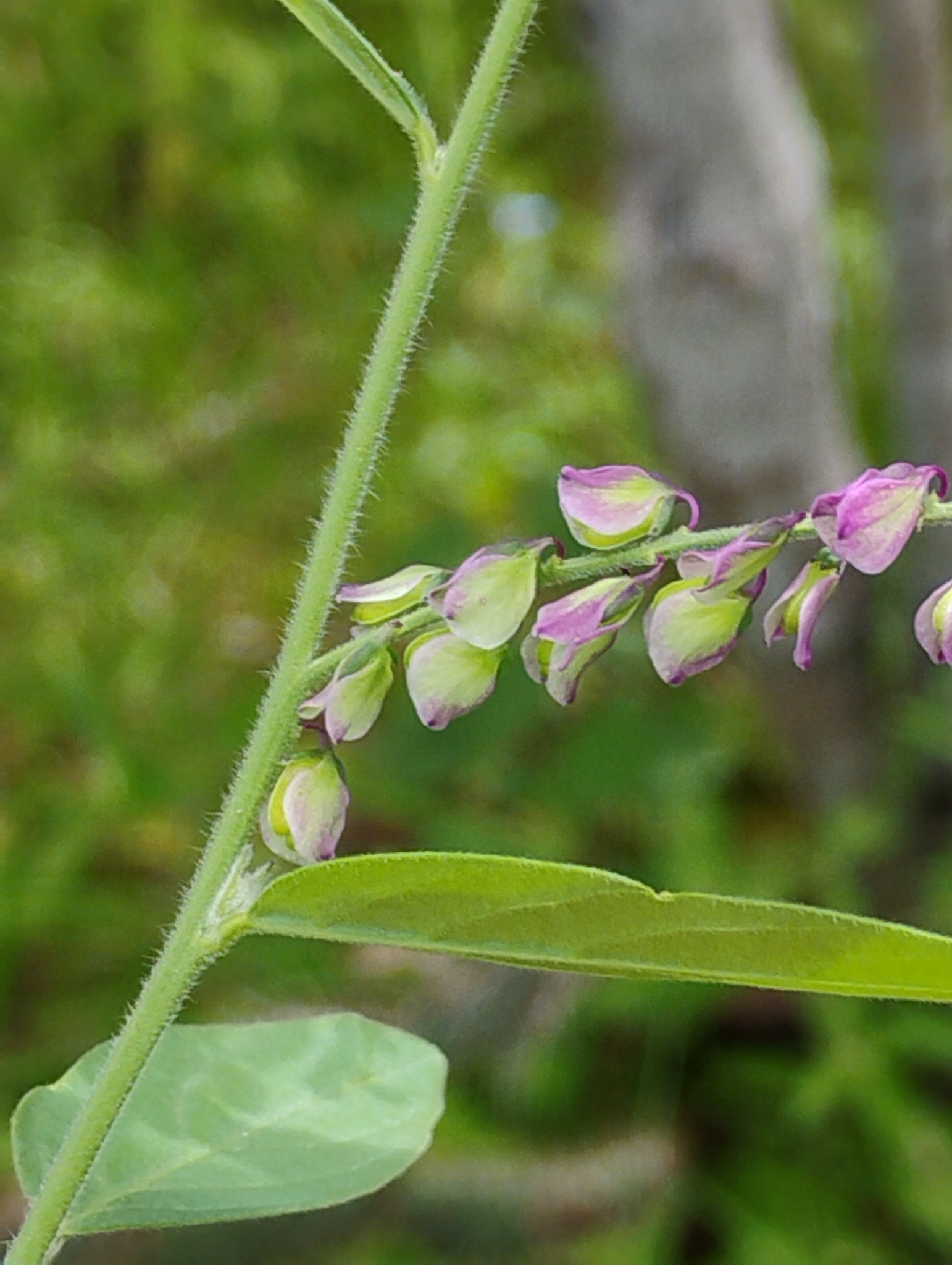 Imagem de Asemeia violacea