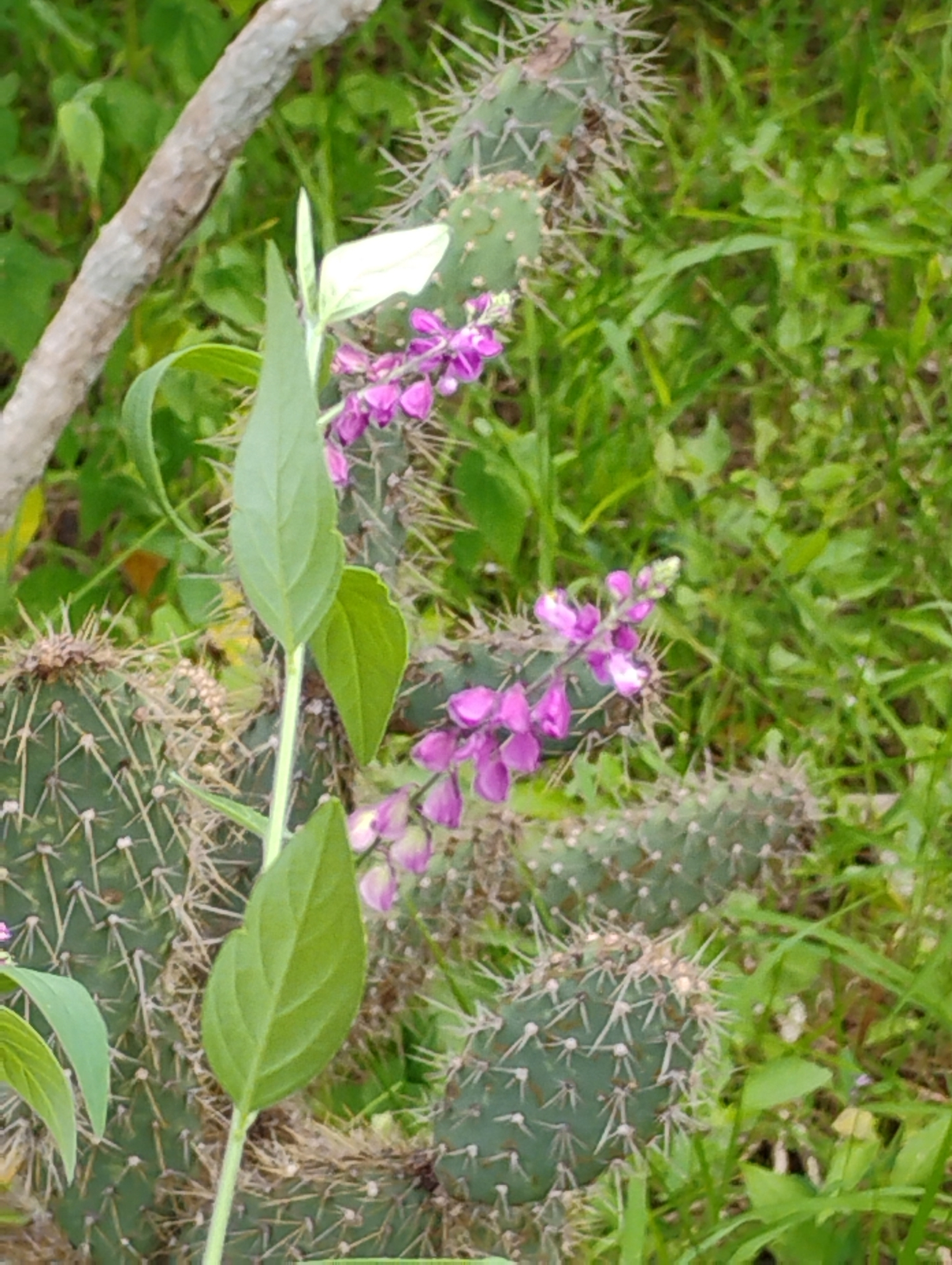 Imagem de Asemeia violacea