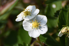 Fragaria viridis