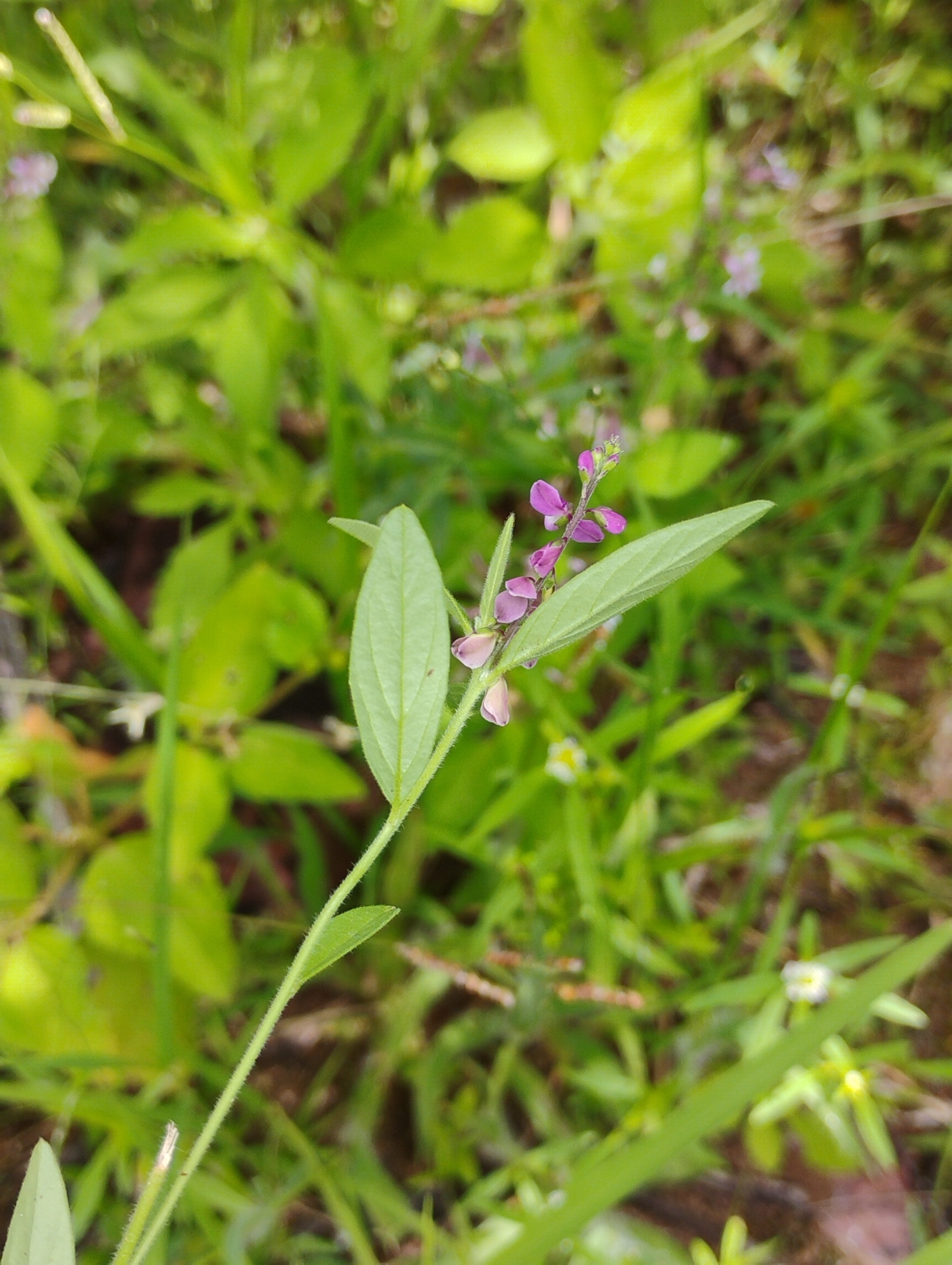 Imagem de Asemeia violacea