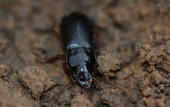 Harpalus laevipes