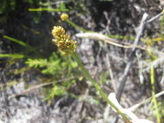 Thesium spicatum