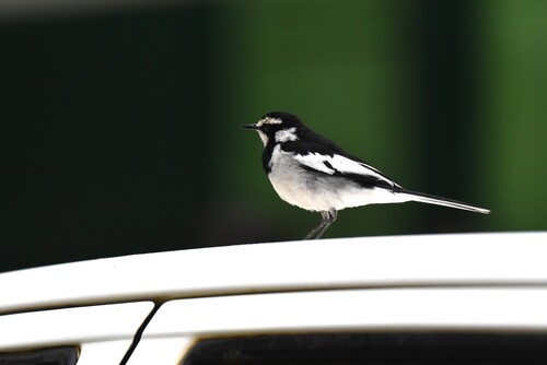 iNaturalist: (c) christophrandler, some rights reserved (CC BY-NC) iNaturalist image