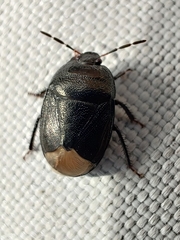Sehirus luctuosus