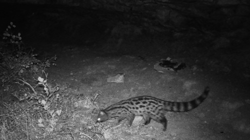 Northern Small-spotted Genet