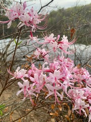 Rhododendron prinophyllum