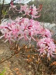 Rhododendron prinophyllum