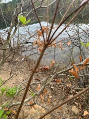 Rhododendron prinophyllum