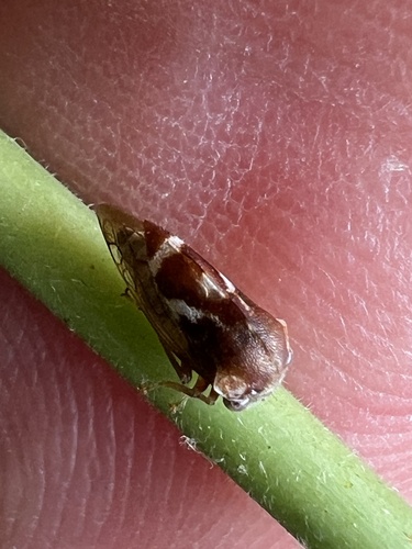 Cyrtolobus fuscipennis photo 5