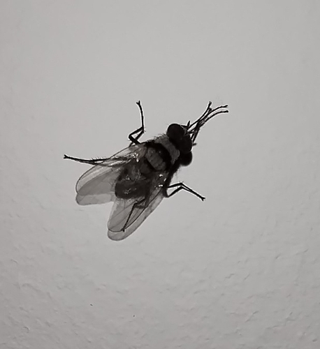 Root Maggot Fly