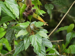 Zimmerius albigularis