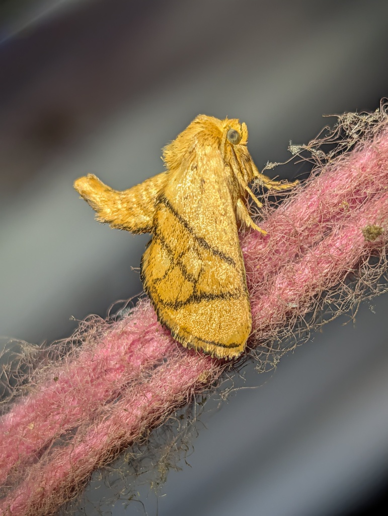 Yellow-collared Slug Moth